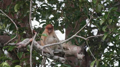 Proboscis Monkey Moving Through Trees in Borneo, Indonesia Vídeos de archivo 144593085