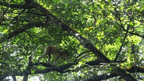 Proboscis monkey moving on the tree. selective focus. Stock Footage 335110792