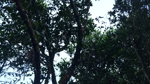 Proboscis monkey moving on the tree. selective focus. Stock Footage 335110876