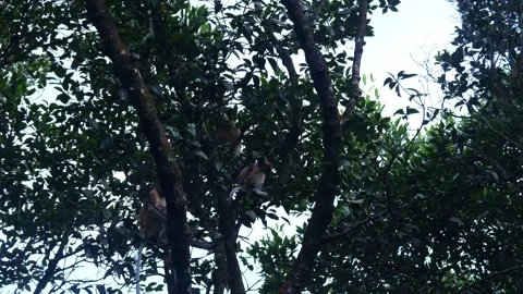 Proboscis monkey moving on the tree. selective focus. Stock Footage 335110945