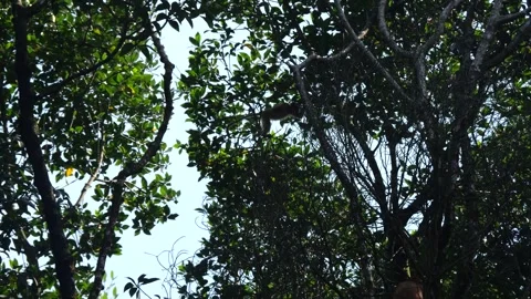 Proboscis monkey moving on the tree. selective focus. Stock Footage 335111893