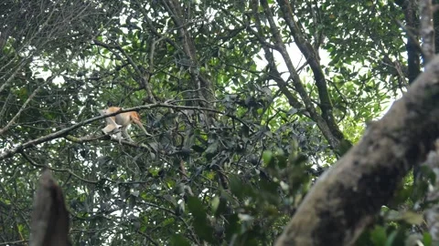 Proboscis monkey moving on the tree. selective focus. Stock Footage 335113076