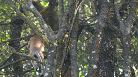 Proboscis monkey moving on the tree. selective focus. Stock Footage 335113294