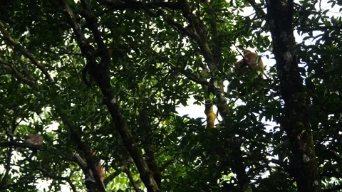 Proboscis monkey moving on the tree. selective focus. Stock Footage 335606789