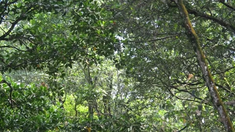 Proboscis monkey moving on the tree. selective focus. Stock Footage 335606790