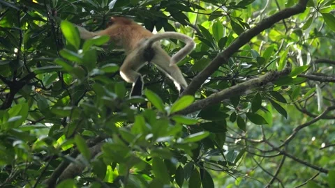 Proboscis monkey moving on the tree. selective focus. Stock Footage 335606874