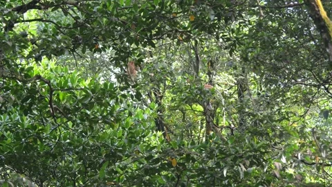 Proboscis monkey moving on the tree. selective focus. Stock Footage 335606880