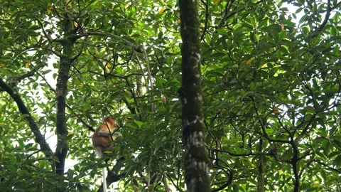 Proboscis monkey moving on the tree. selective focus. Stock Footage 335606915