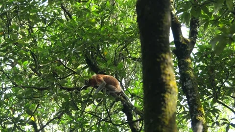 Proboscis monkey moving on the tree. selective focus. Stock Footage 335607107