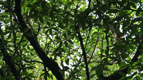 Proboscis monkey moving on the tree. selective focus. Stock Footage 335607112