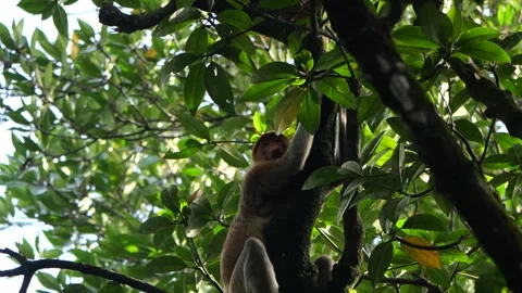 Proboscis monkey moving on the tree. selective focus. Stock Footage 335607133
