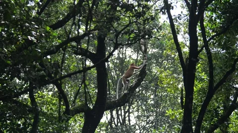 Proboscis monkey moving on the tree. selective focus. Stock Footage 335607191