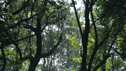 Proboscis monkey moving on the tree. selective focus. Stock Footage 335607197