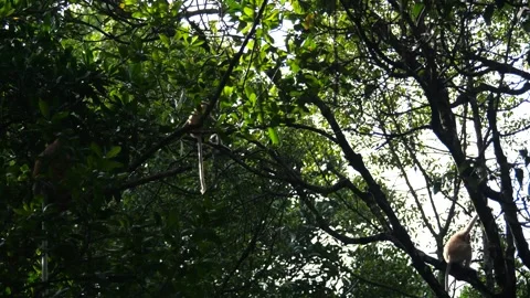 Proboscis monkey moving on the tree. selective focus. Stock Footage 335607706