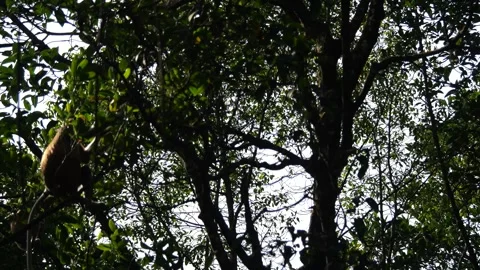 Proboscis monkey moving on the tree. selective focus. Stock Footage 335607707
