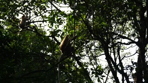Proboscis monkey moving on the tree. selective focus. Stock Footage 335607741