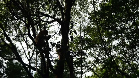 Proboscis monkey moving on the tree. selective focus. Stock Footage 335607747