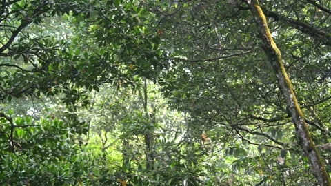 Proboscis monkey moving on the tree. selective focus. Stock Footage 335607797