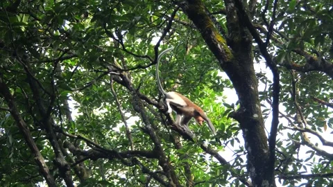 Proboscis monkey moving on the tree. selective focus. Stock Footage 335611145
