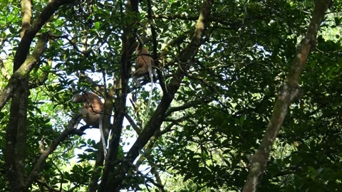 Proboscis monkey moving on the tree. selective focus. Stock Footage 336147225