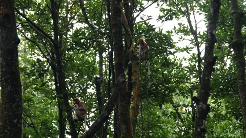 Proboscis monkey moving on the tree. selective focus. Stock Footage 336149146