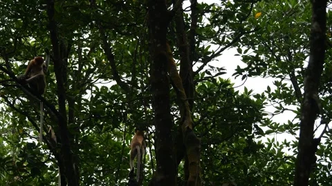 Proboscis monkey moving on the tree. selective focus. Stock Footage 336149271