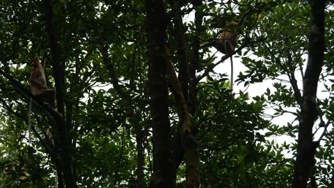 Proboscis monkey moving on the tree. selective focus. Stock Footage 336149362