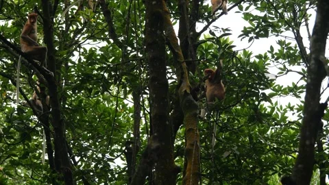 Proboscis monkey moving on the tree. selective focus. Stock Footage 336149598