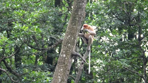 Proboscis monkey moving on the tree. selective focus. Stock Footage 336149807
