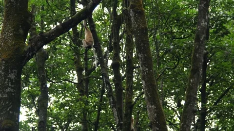Proboscis monkey moving on the tree. selective focus. Stock Footage 336151978