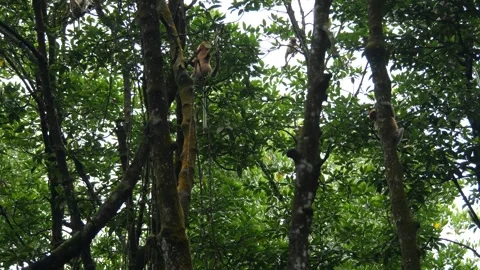Proboscis monkey moving on the tree. selective focus. Stock Footage 336152052