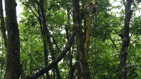 Proboscis monkey moving on the tree. selective focus. Stock Footage 336152054