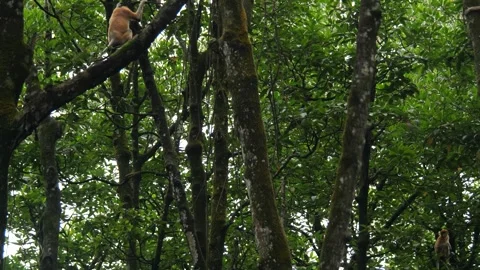 Proboscis monkey moving on the tree. selective focus. Stock Footage 336152247