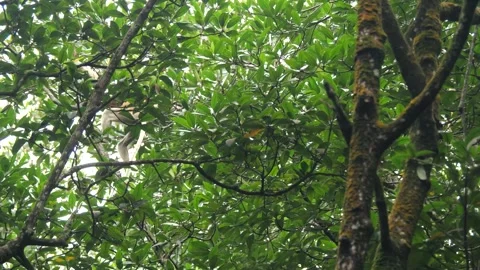 Proboscis monkey moving on the tree. selective focus. Stock Footage 336154080
