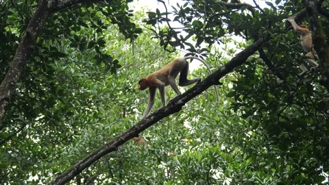 Proboscis monkey moving on the tree. selective focus. Stock Footage 336154395