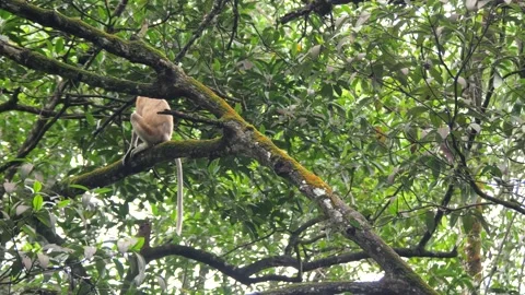 Proboscis monkey moving on the tree. selective focus. Stock Footage 336155258