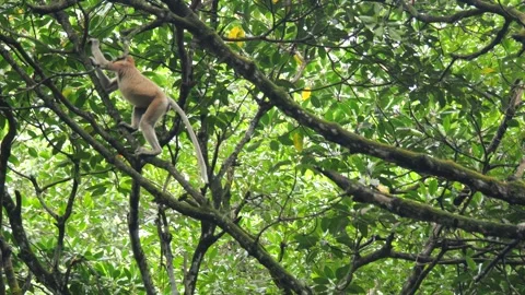 Proboscis monkey moving on the tree. selective focus. Stock Footage 336155326