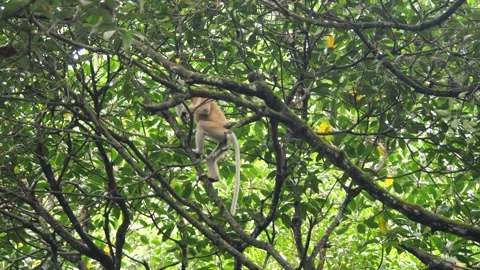 Proboscis monkey moving on the tree. selective focus. Stock Footage 336155549