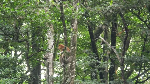 Proboscis monkey moving on the tree. selective focus. Stock Footage 336156661