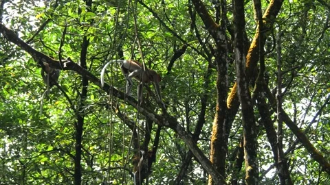 Proboscis monkey moving on the tree. selective focus. Stock Footage 336517224