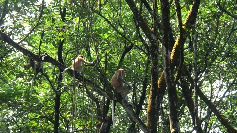 Proboscis monkey moving on the tree. selective focus. Stock Footage 336517228