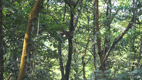 Proboscis monkey moving on the tree. selective focus. Stock Footage 336517240
