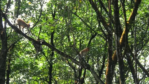 Proboscis monkey moving on the tree. selective focus. Stock Footage 336517302