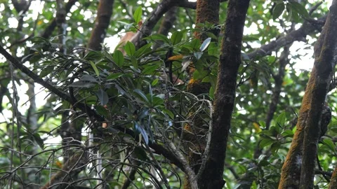 Proboscis monkey moving on the tree. selective focus. Stock Footage 336517307
