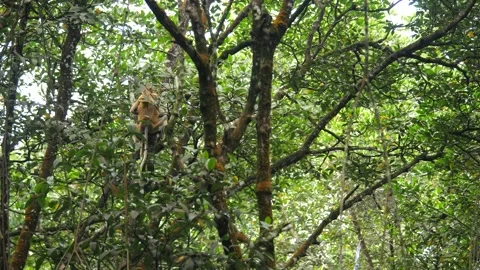 Proboscis monkey moving on the tree. selective focus. Stock Footage 336517353