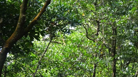 Proboscis monkey moving on the tree. selective focus. Stock Footage 336517382
