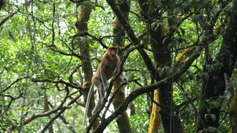 Proboscis monkey moving on the tree. selective focus. Stock Footage 336517498