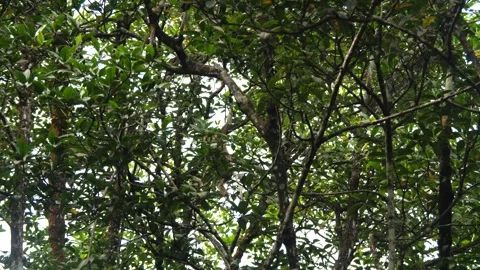 Proboscis monkey moving on the tree. selective focus. Stock Footage 336517766