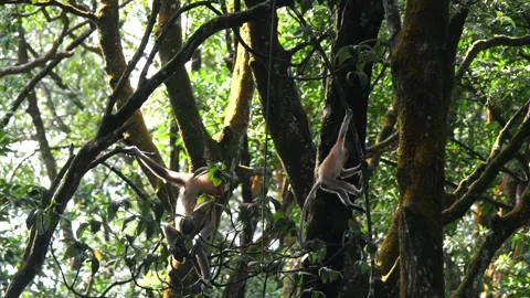 Proboscis monkey moving on the tree. selective focus. Stock Footage 336517776