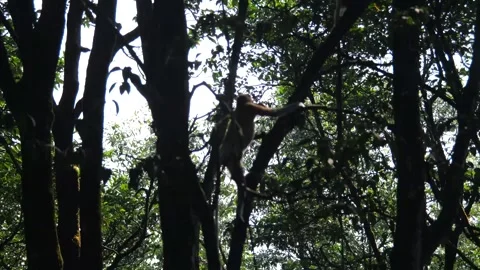 Proboscis monkey moving on the tree. selective focus. Stock Footage 336517915